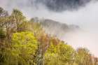 Mist rising from tapestry of blooming trees in spring-Great Smoky Mountains NP-NC Art Print